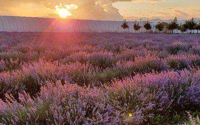 Grande novità ! A giugno, lo yoga incontra la lavanda