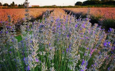 Manca poco alla fioritura della lavanda 2021